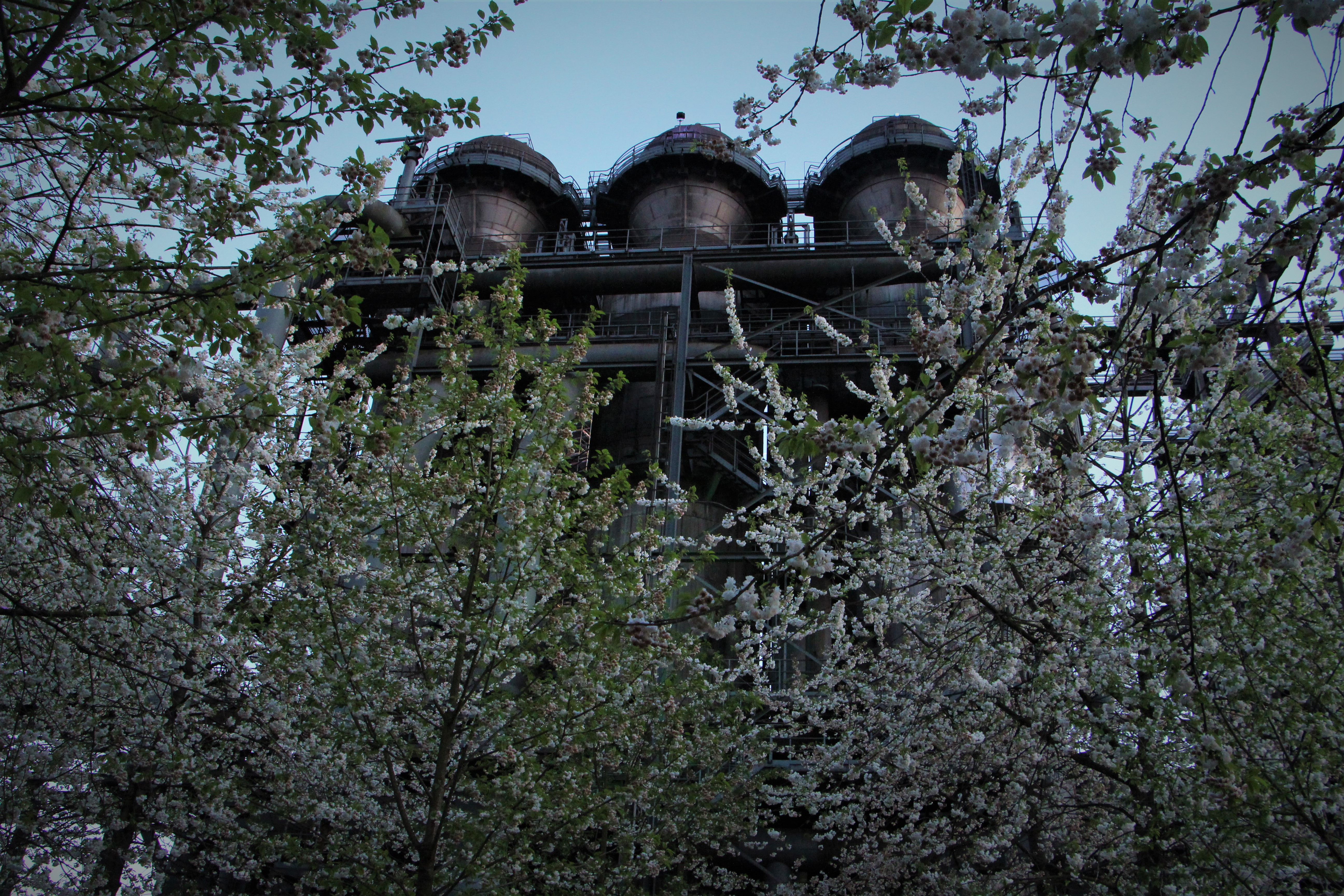 Duisburg-Nord Factory behind Cherry Blossoms