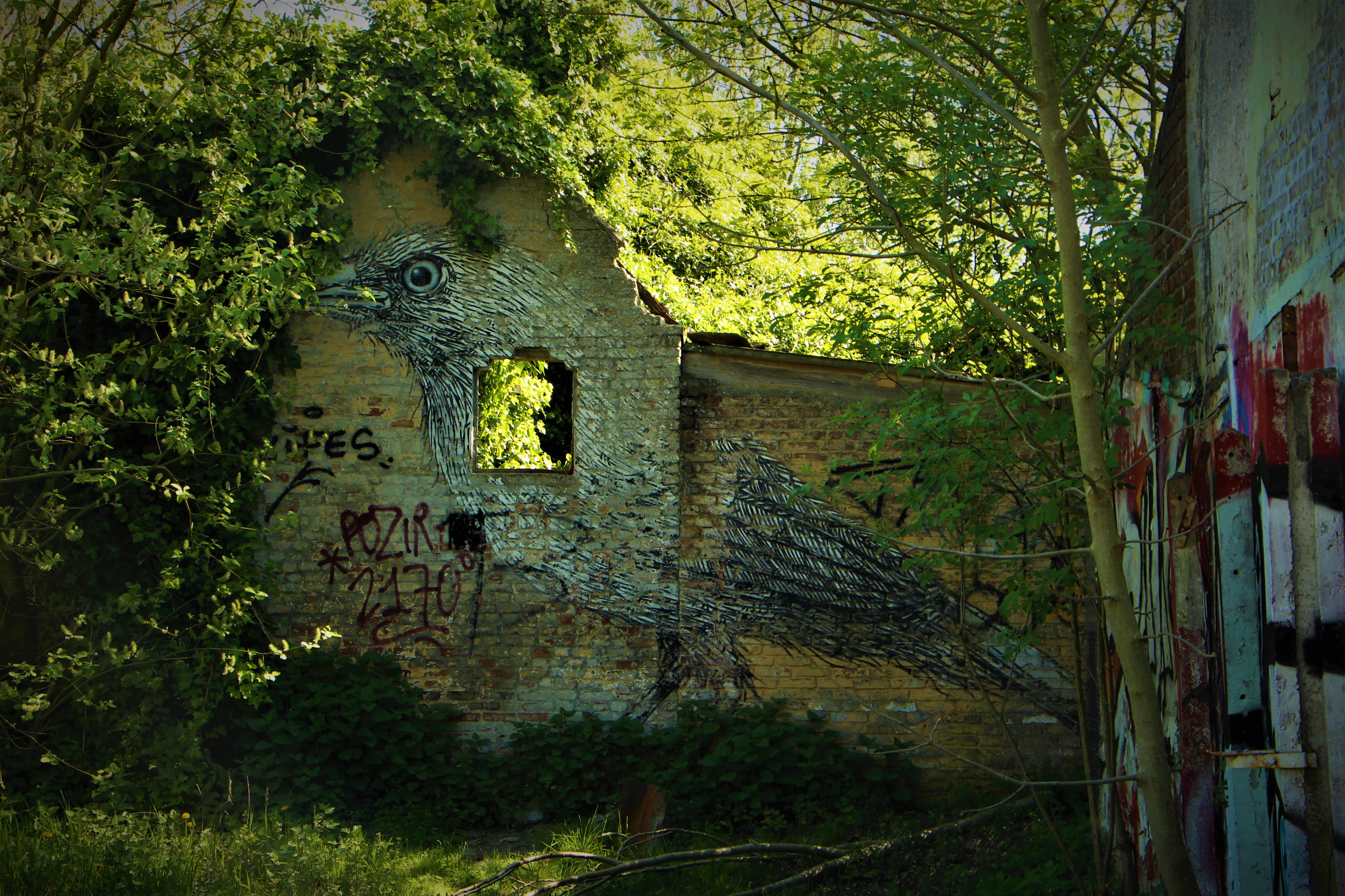 Large bird graffiti below the vines in Doel